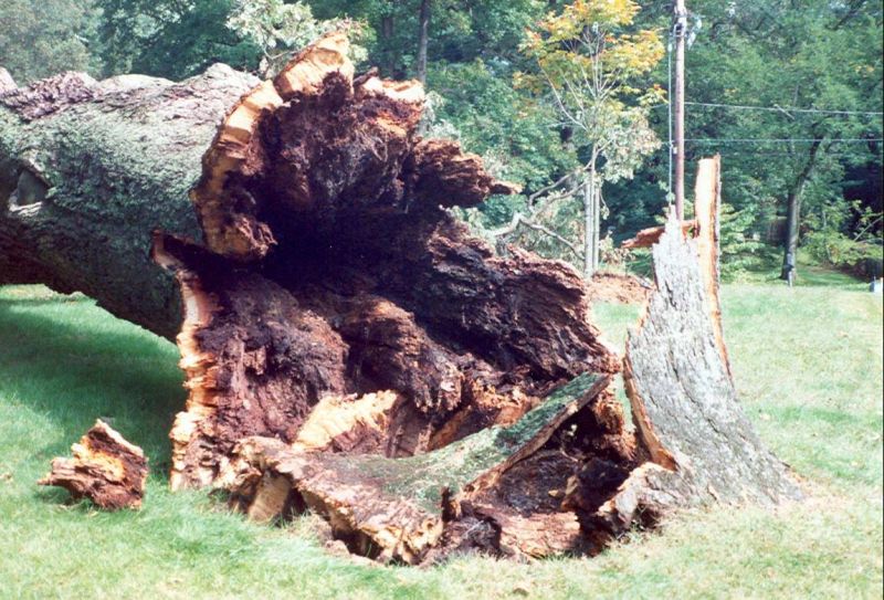Original image